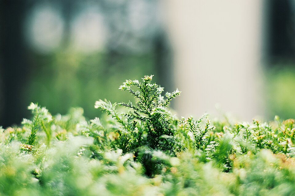 Soft green plant in warm natural light