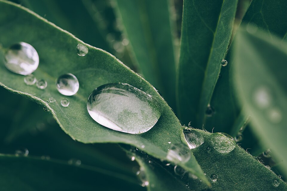 Water droplet on a green leaf
