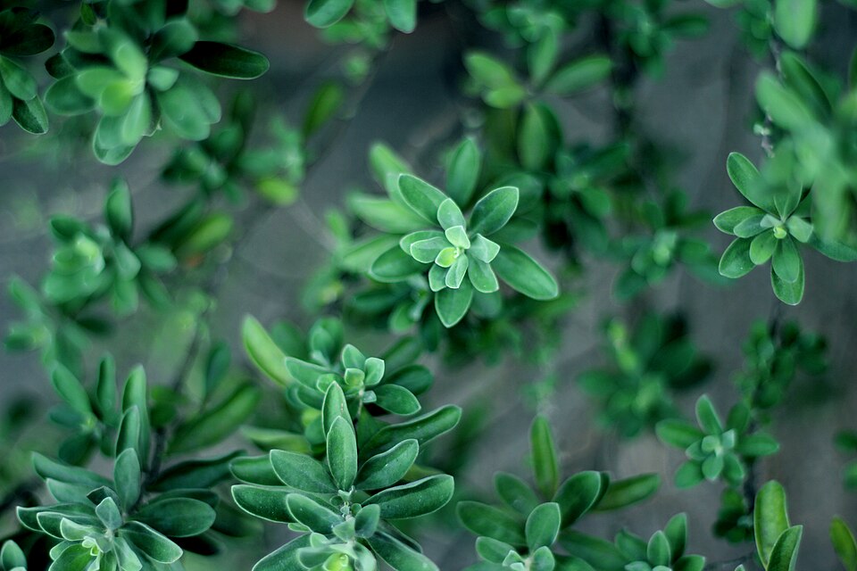 Detailed green leaf rosette pattern